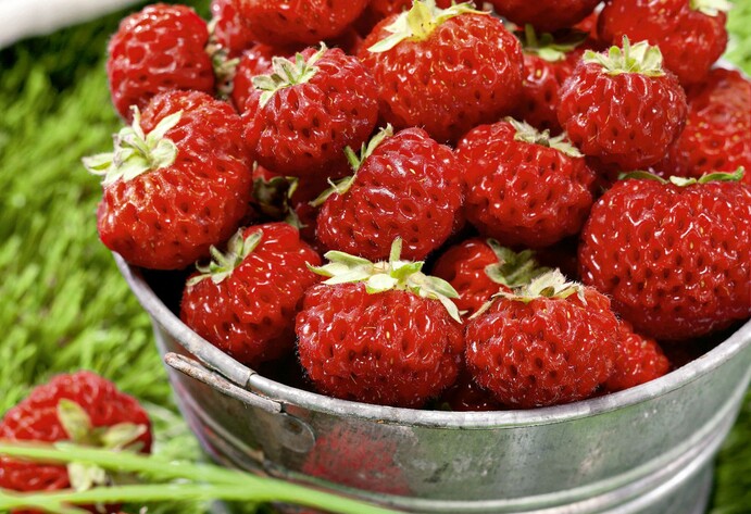 Erdbeere Mieze Schindler