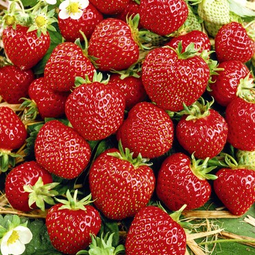 Erdbeere Senga Sengana