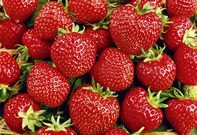 Erdbeere Senga Sengana