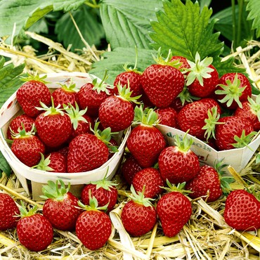 Erdbeere Mara des Bois