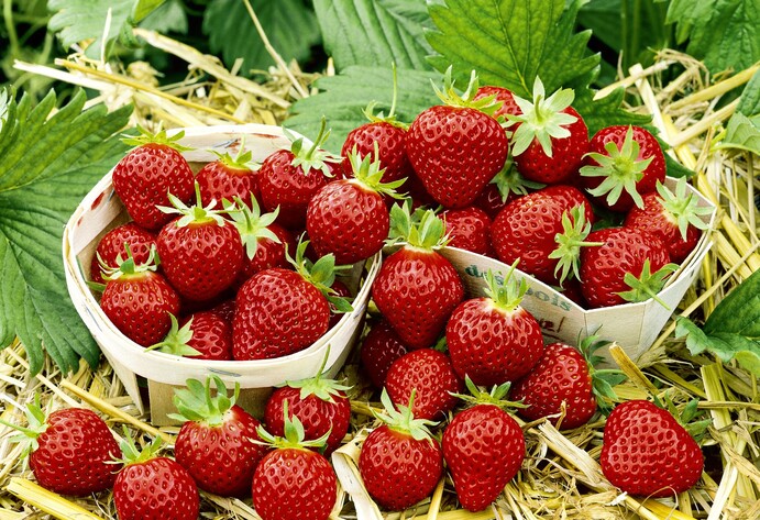 Erdbeere Mara des Bois