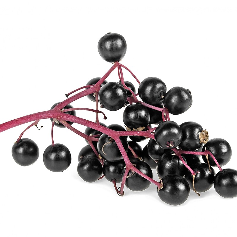 Schwarze Holunderbeeren