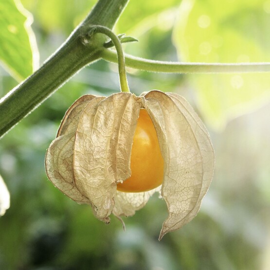 Reife Physalis an der Pflanze