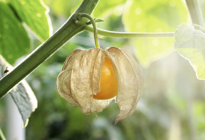 Reife Physalis an der Pflanze