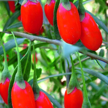 Goji-Beere