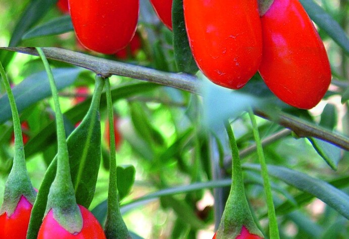 Goji-Beere