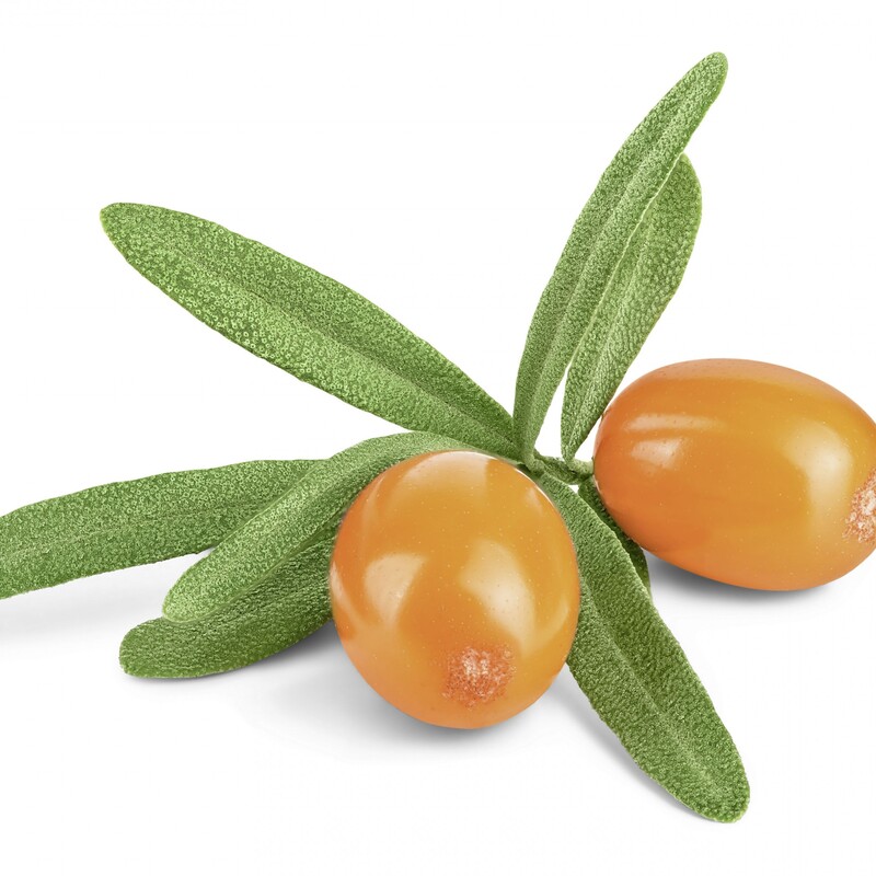 Sanddorn Beere mit Bl&auml;ttern