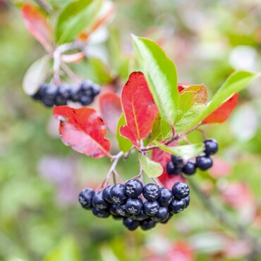 Schwarze Holunderbeere