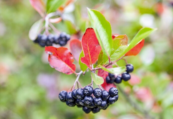 Schwarze Holunderbeere