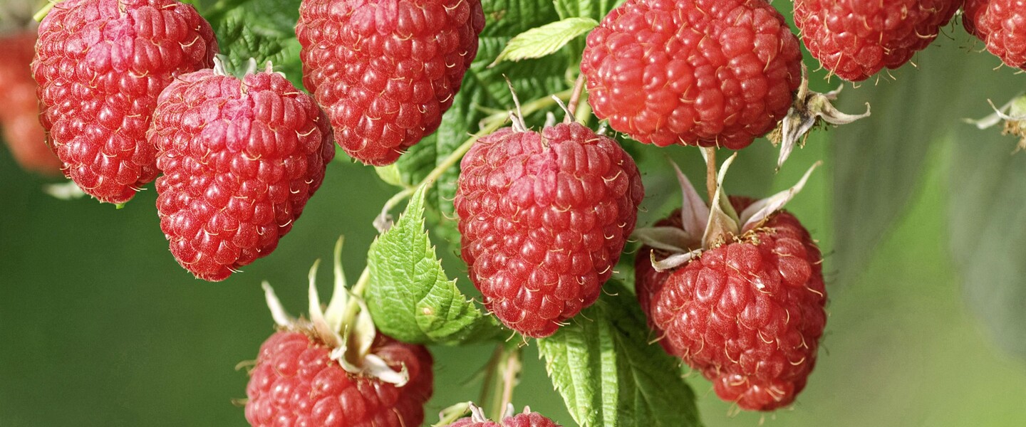 Himbeere Sch&ouml;nemann