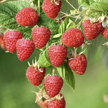 Himbeere Sch&ouml;nemann