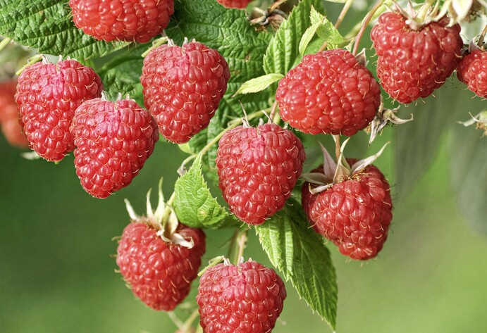 Himbeere Sch&ouml;nemann