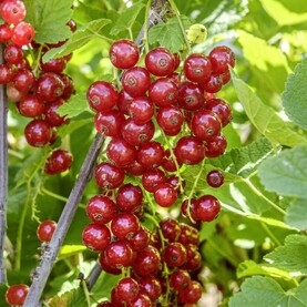 Johannisbeere Jonkheer van Tets