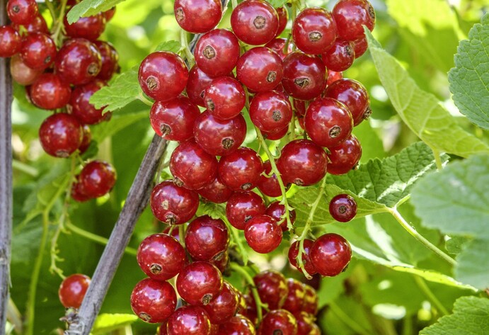 Johannisbeere Jonkheer van Tets