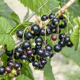 Johannisbeere Titania