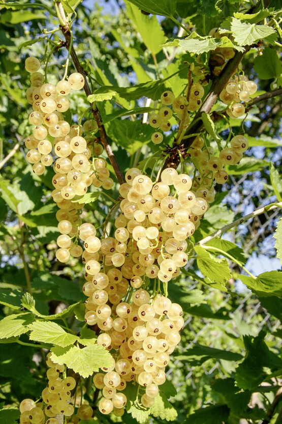 Reife gelbe Johannisbeere