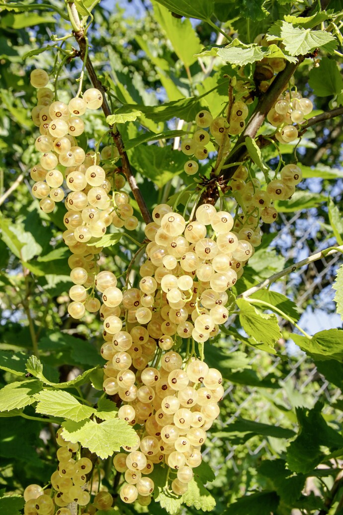 Reife gelbe Johannisbeere