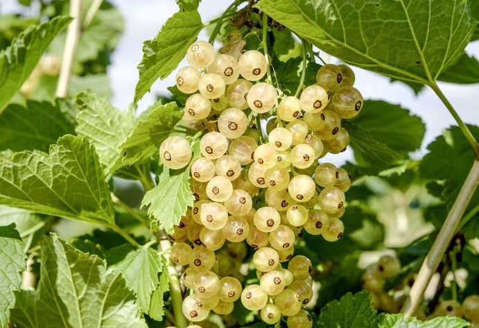 Johannisbeere Wei&szlig;e Versailler