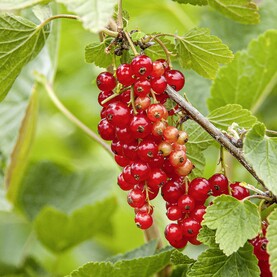 Johannisbeere Rovada