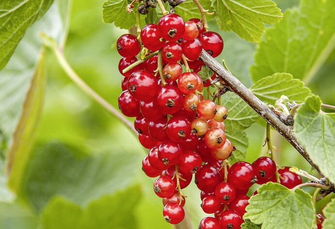 Johannisbeere Rovada