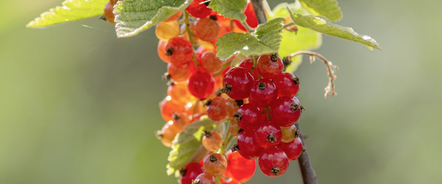 Reife rote Johannisbeere