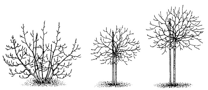 Pflanzanleitung Johannis- und Stachelbeere