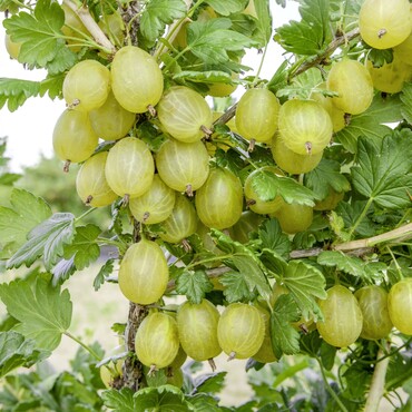 Stachelbeere Invicta