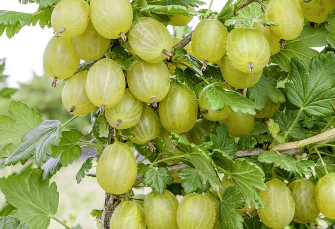 Stachelbeere Invicta