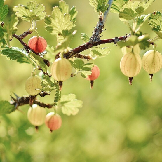 Stachelbeeren am Zweig