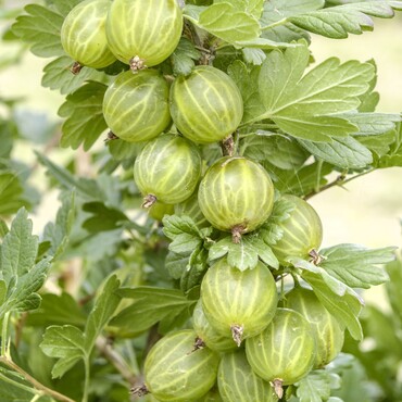 Stachelbeere Mucurines