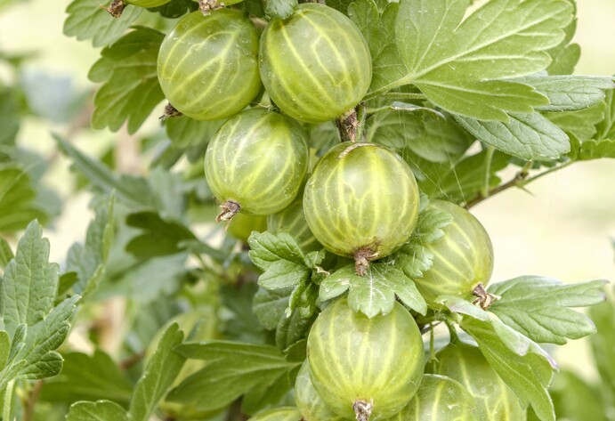 Stachelbeere Mucurines