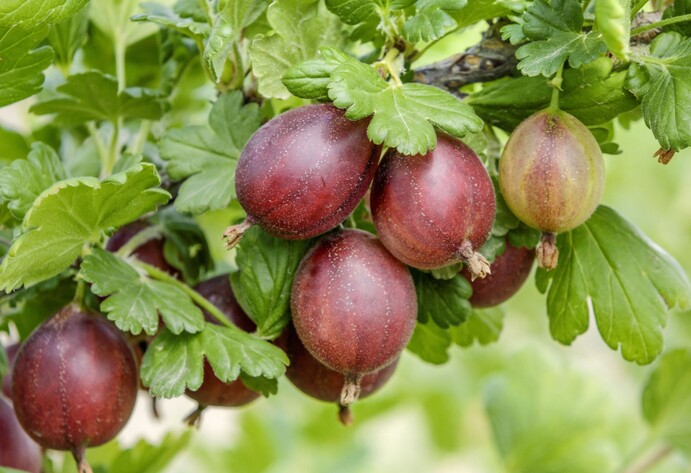 Rote Stachelbeere Hinnomaeki