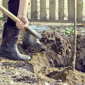 Obstbaum wird eingepflanzt