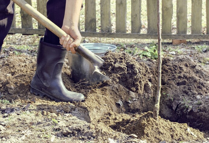 Obstbaum wird eingepflanzt