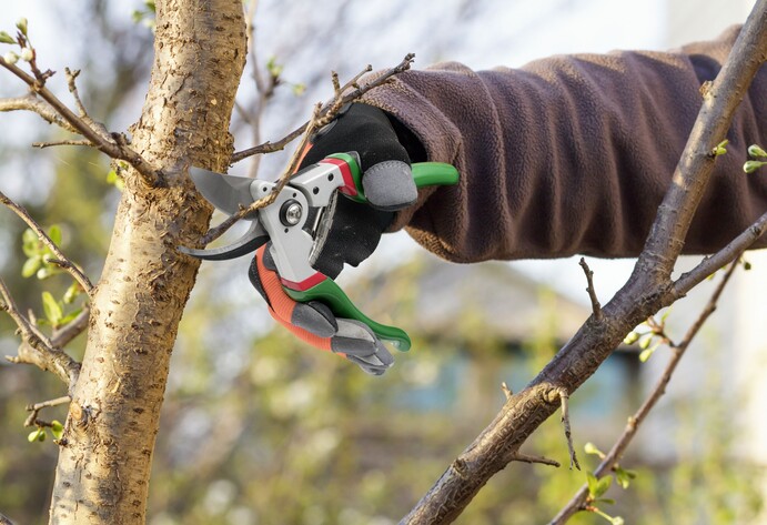 Ast wird mit Astschere geschnitten