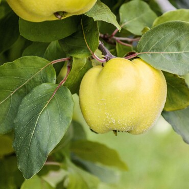 Quitte Konstantinopeler