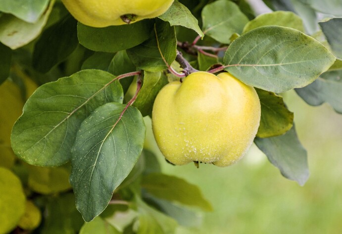 Quitte Konstantinopeler