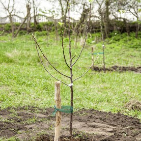 Obstbaum-Setzling