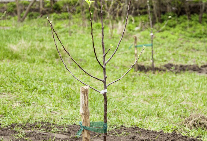 Obstbaum-Setzling