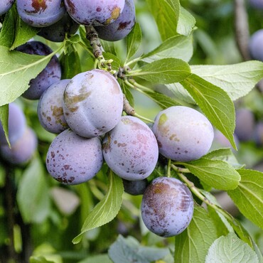 Pflaume Anna Sp&auml;th