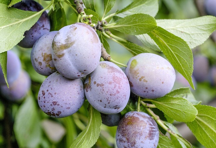 Pflaume Anna Sp&auml;th