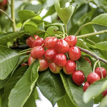 Gro&szlig;e Prinzessinkirsche