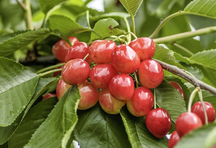 Gro&szlig;e Prinzessinkirsche