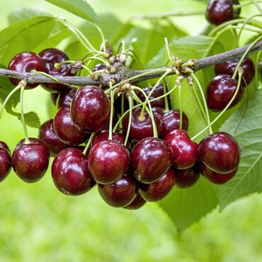 Gro&szlig;e schwarz Knorpelkirsche