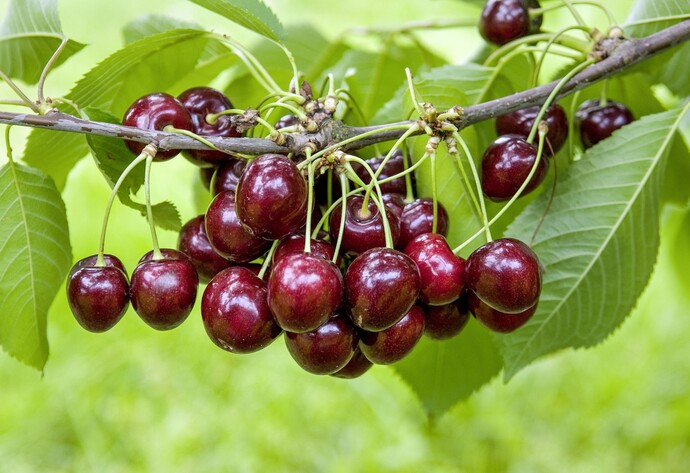 Gro&szlig;e schwarz Knorpelkirsche