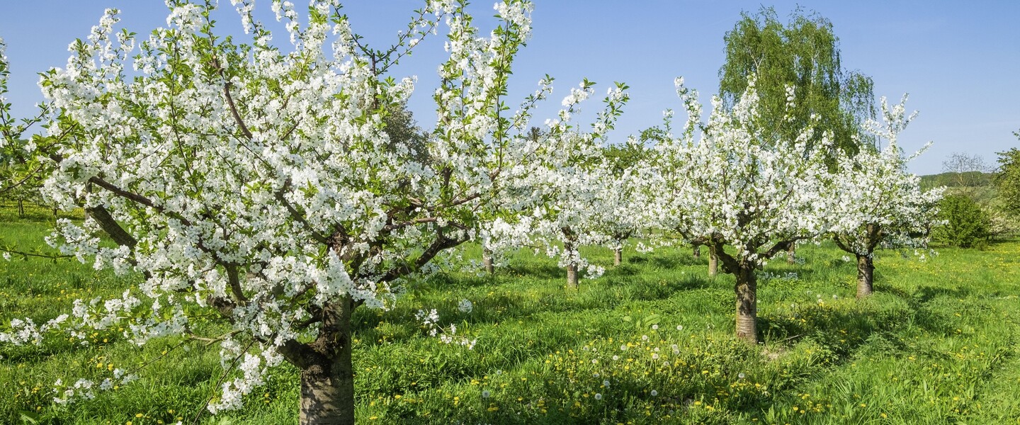 Kleine Kirschb&auml;ume auf Wiese