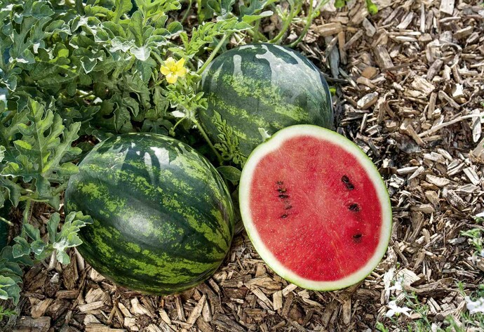 Wassermelone 'Mini Love' F1