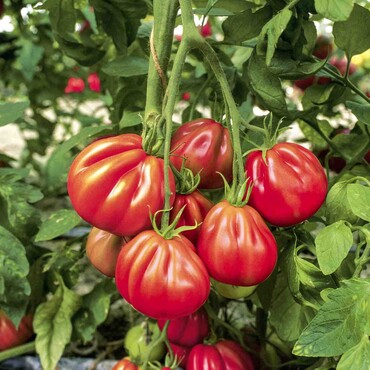 Ochsenherztomate 'Corazon'