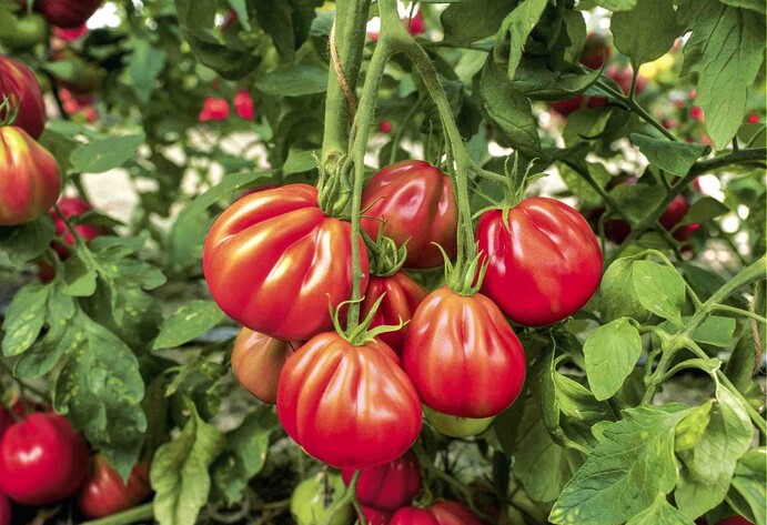 Ochsenherztomate 'Corazon'