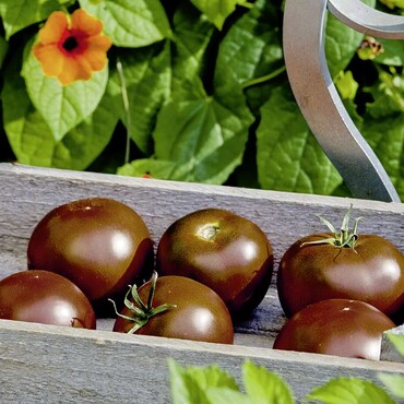Schokoladen Tomate 'Starlias&reg; Choco Kakao'